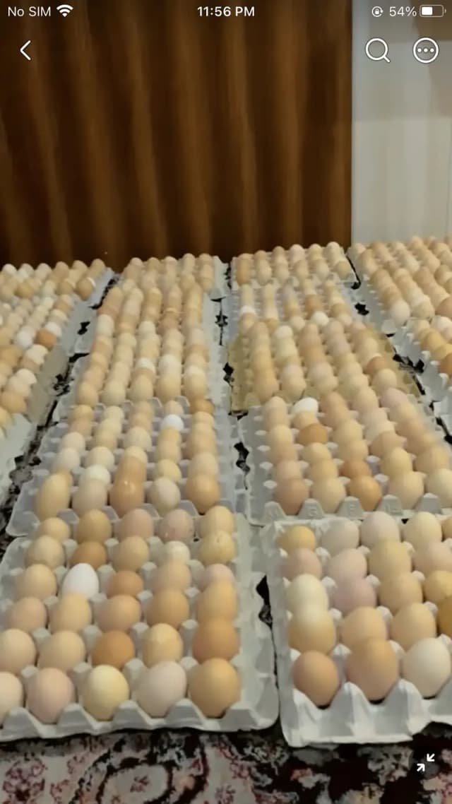420 DOZEN PURE ORGANIC EGG