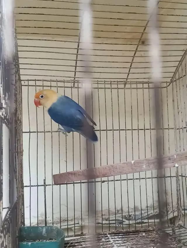 breeder female