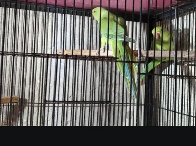kahta pair with 2 baby age 4 month