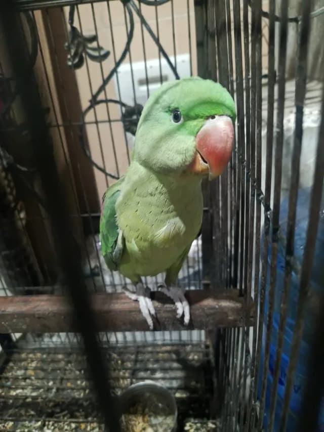 Raw perrot