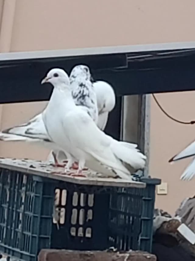 Beautiful Pair