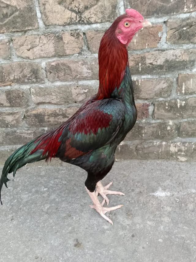 ASEEL PATHA FOR SALE