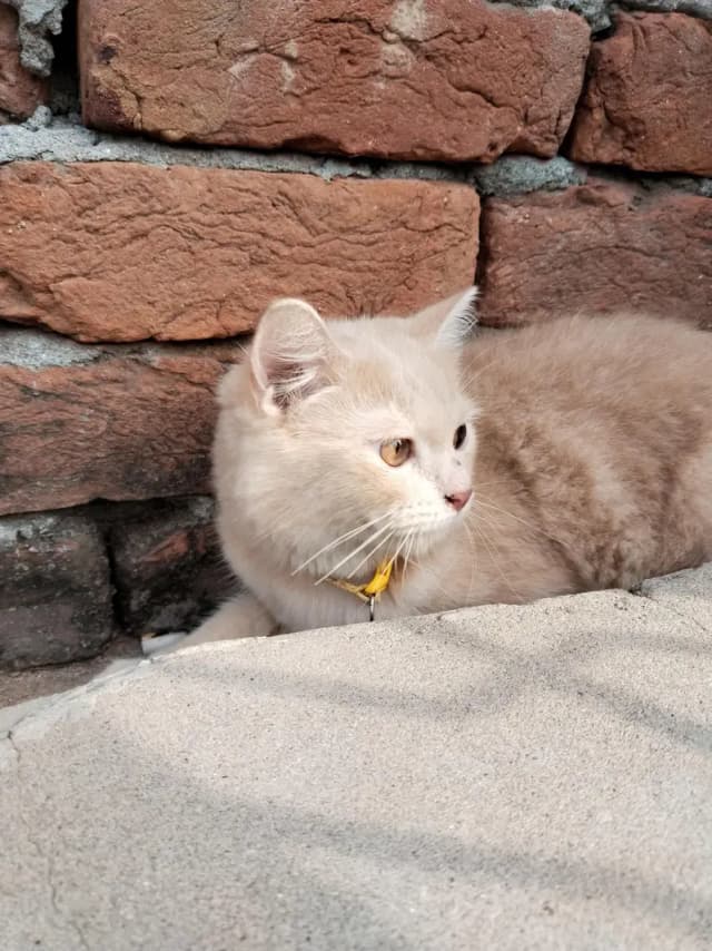 cats persian
