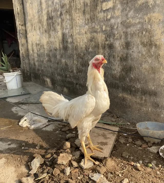 Aseel Murga Mashallah