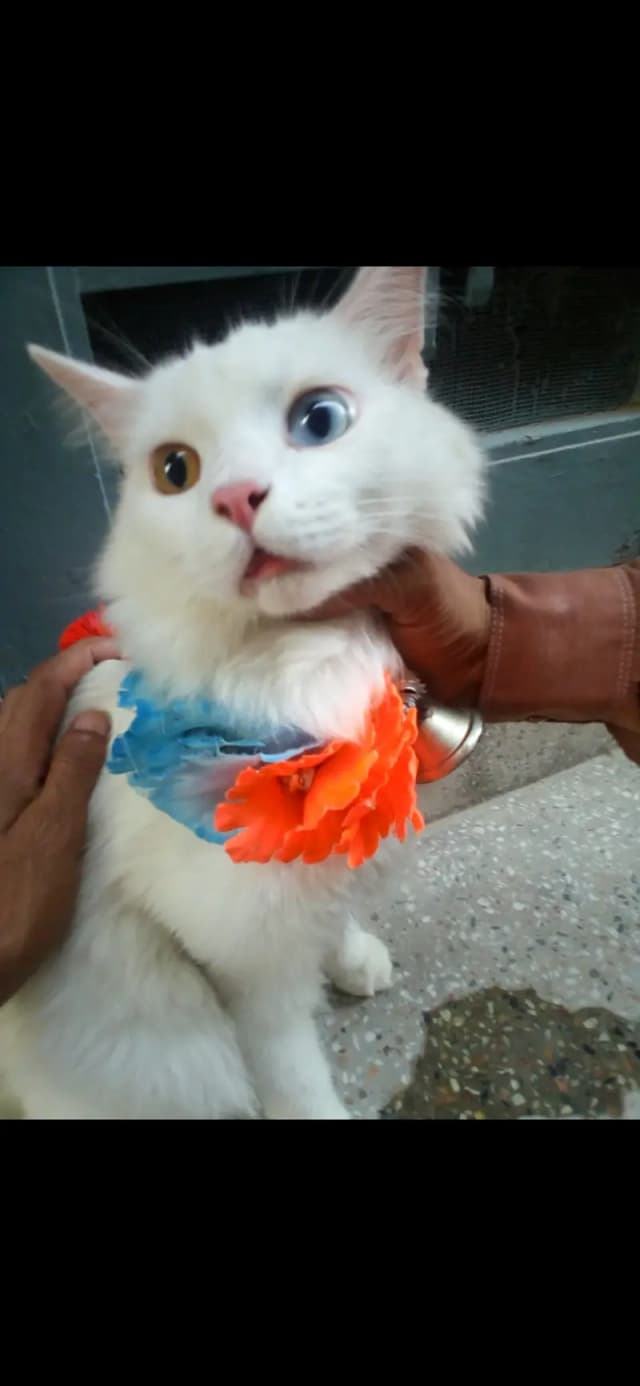 Beautiful pet