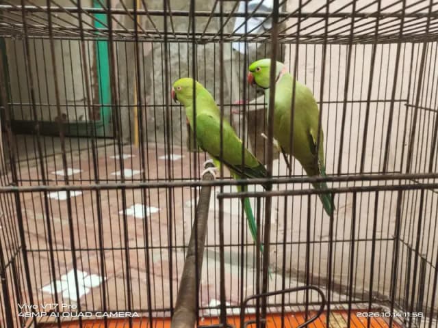 Mashallah  Green ring nick pair and baby