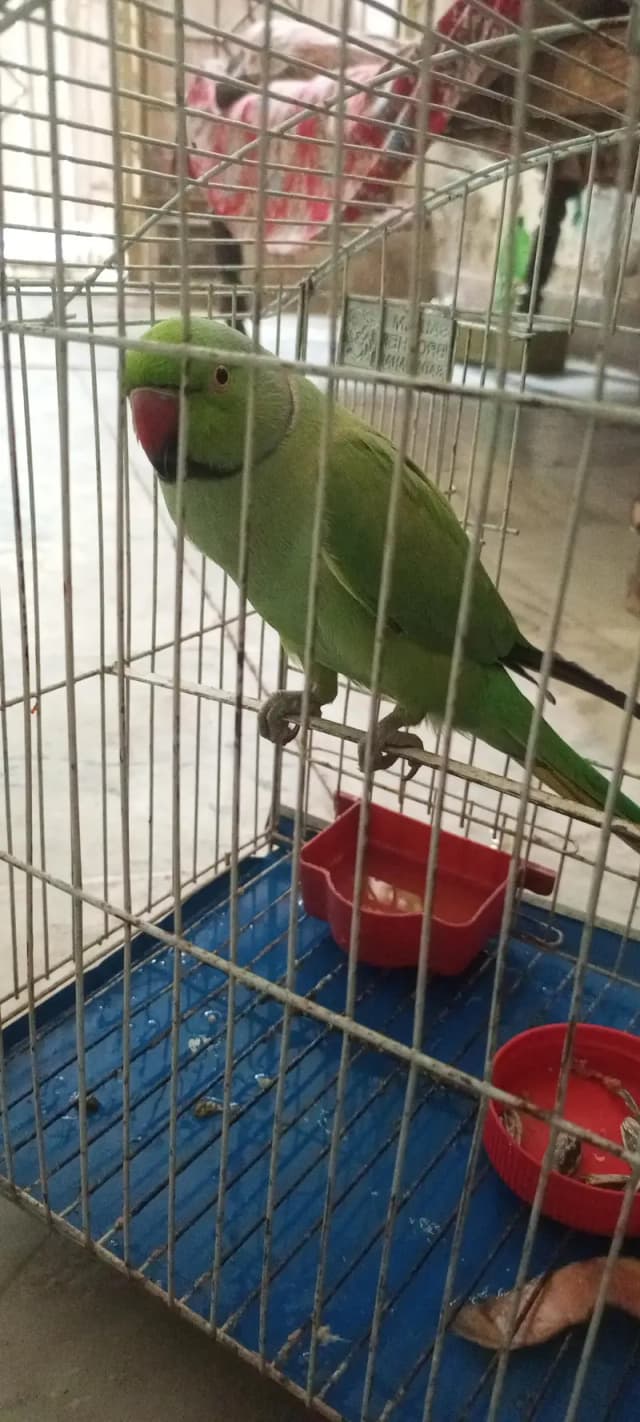 mithu