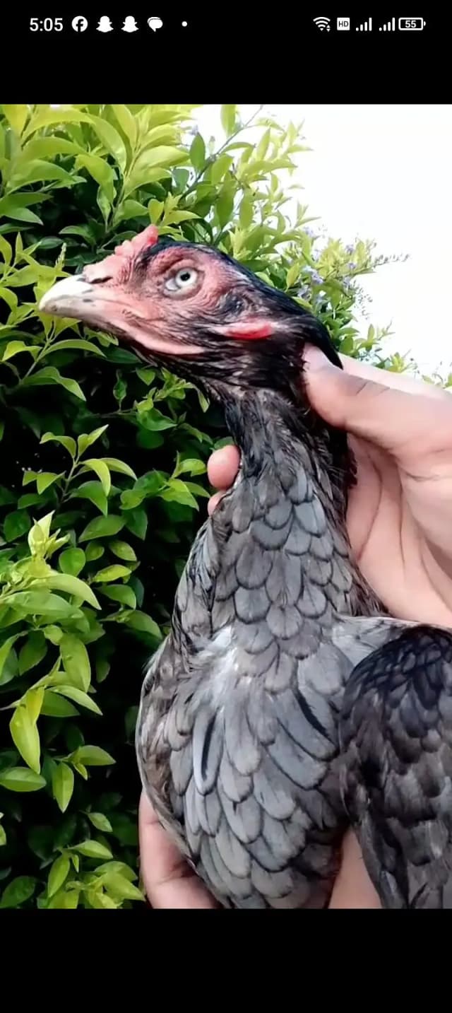 Sleeta