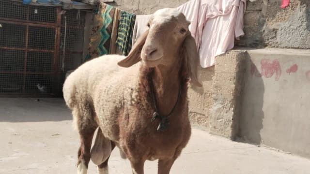 turki dumba chakti Wala Dumba