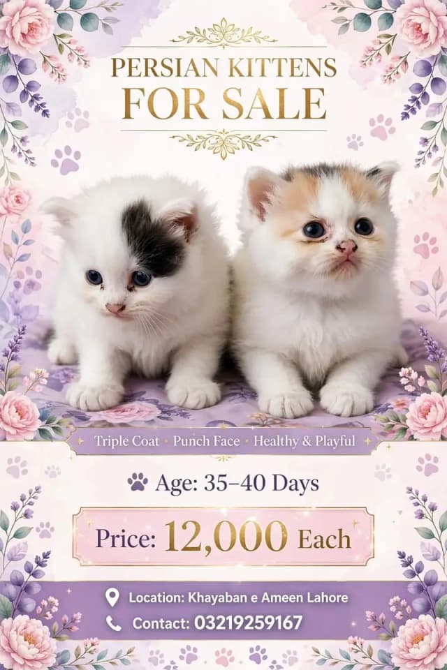 Persian Kitten