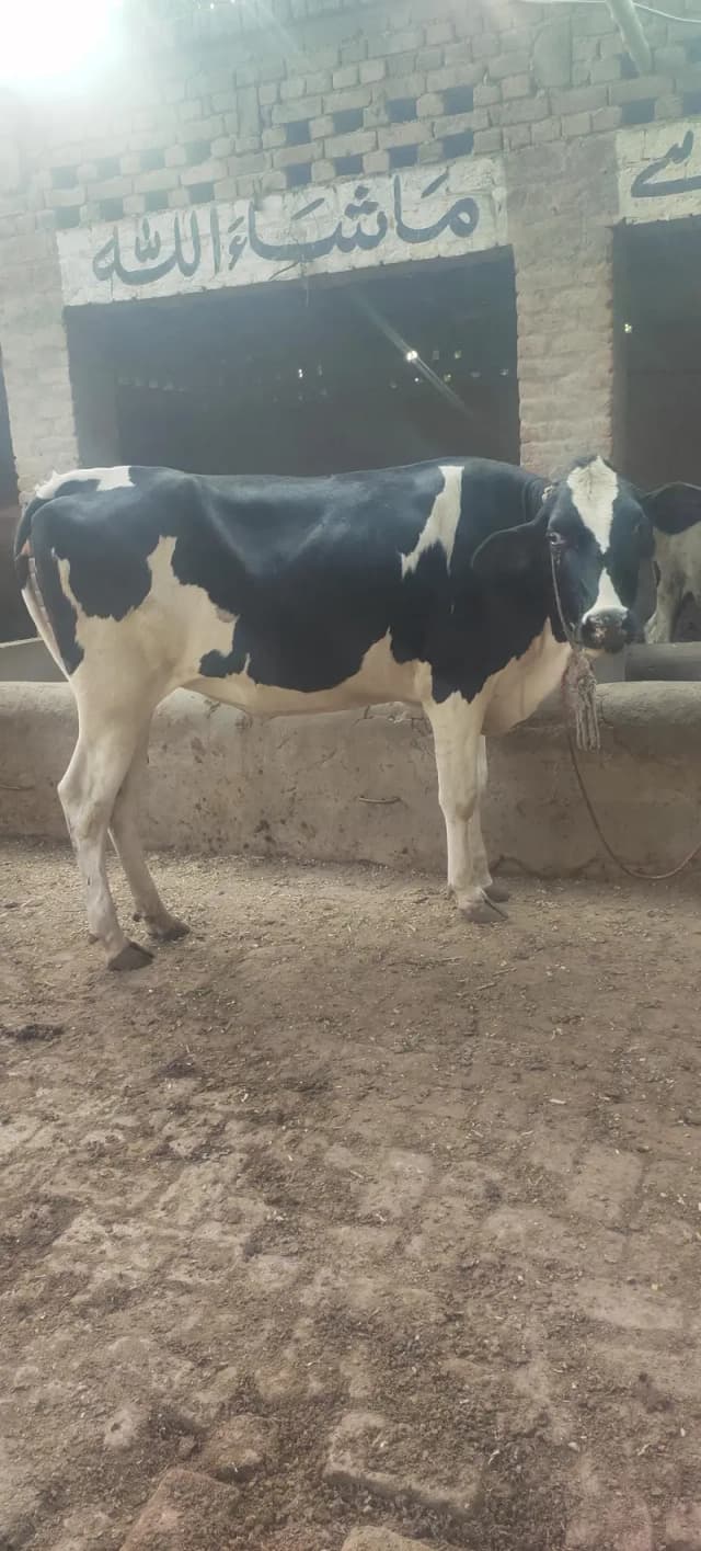3 Heifers