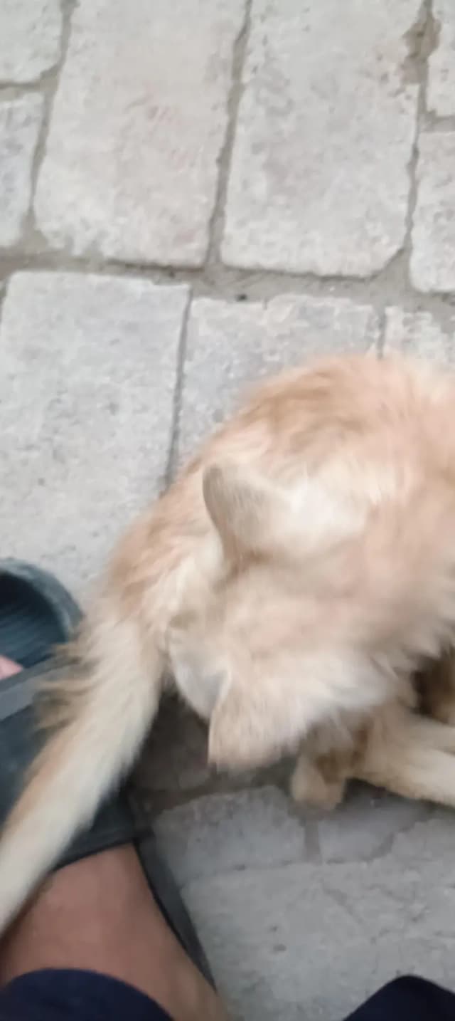 cat for sale
