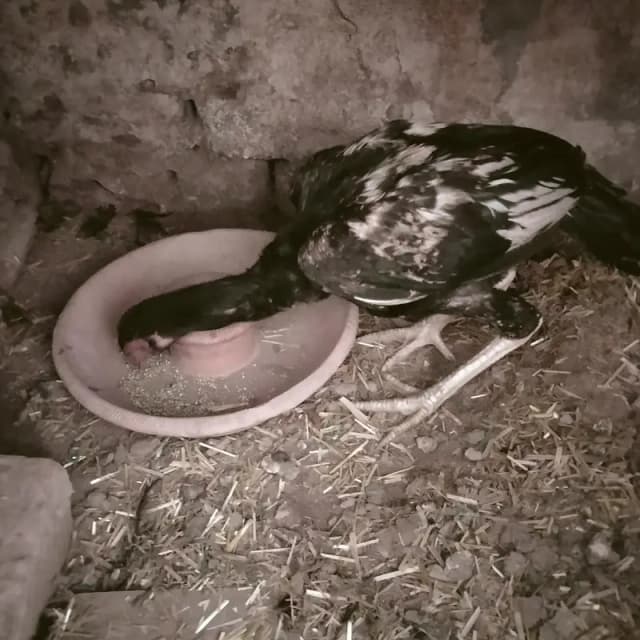 اصیل کے 3 نر اور 3 مادہ فروخت کے لیے