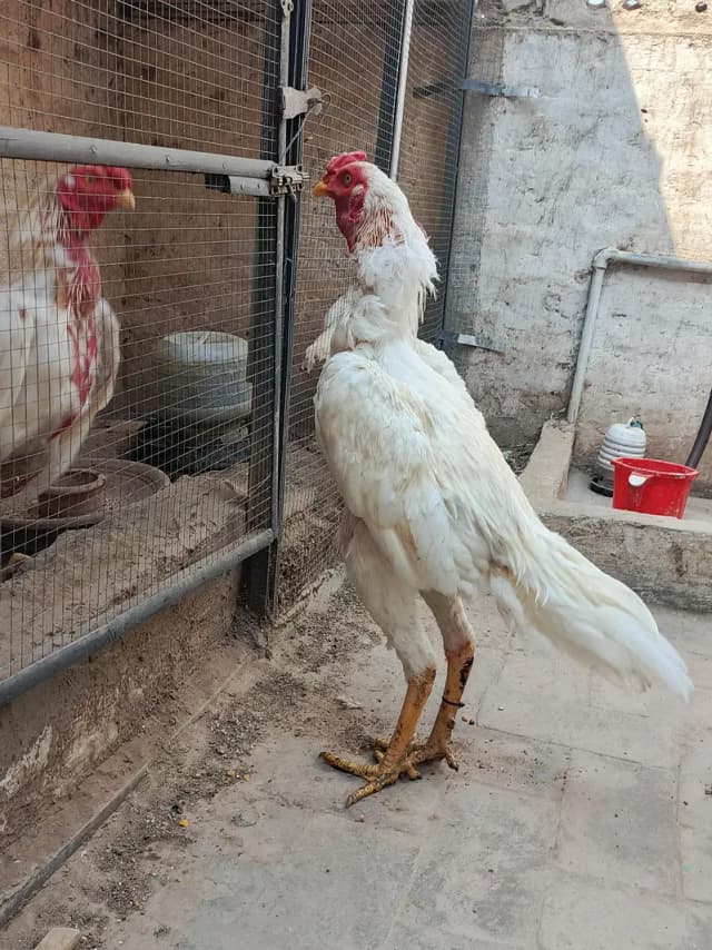 Aseel Heera Murga