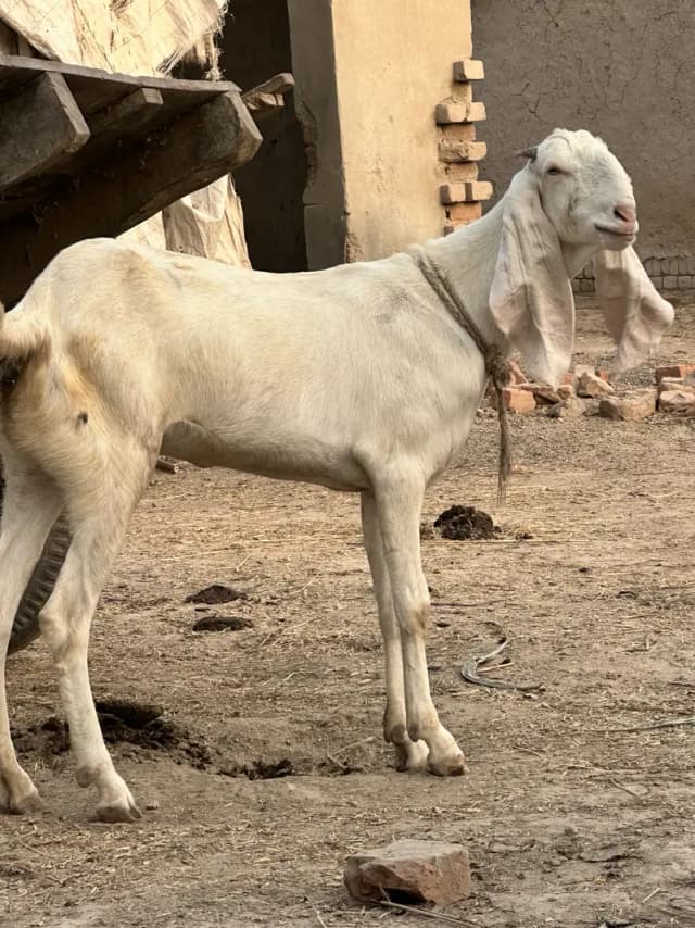 RajanPuri  bakri