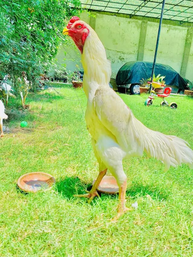 Top quality bird available