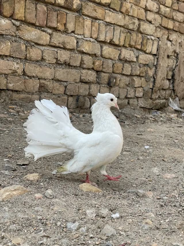 Full White Fantail Female