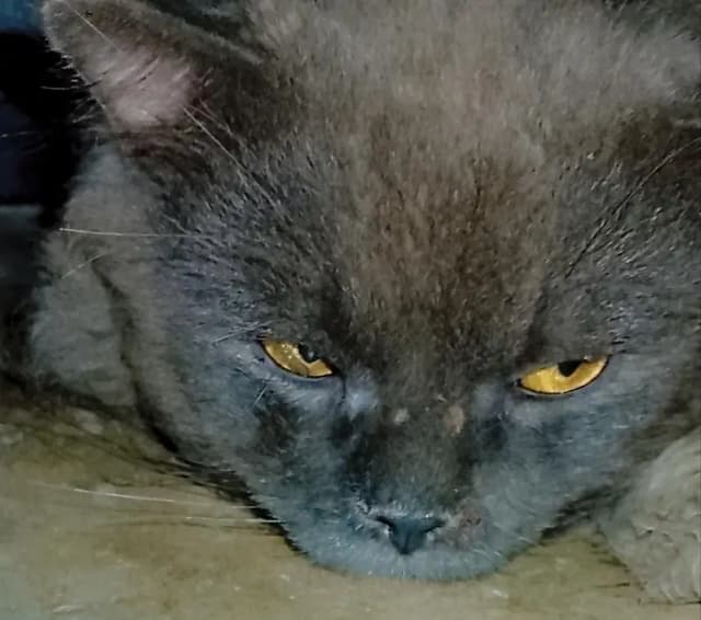 Persian cat