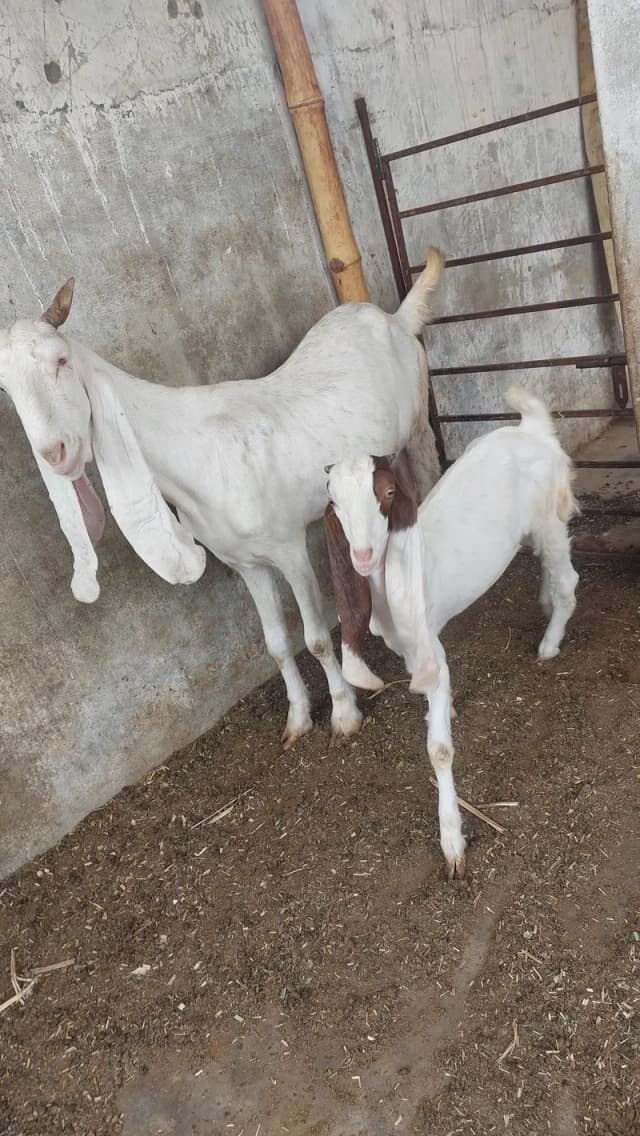 gulabi bakri for oski bachs