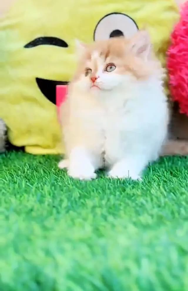 Persian kitten triple cot. for sale my WhatsApp 0341/39/96/191