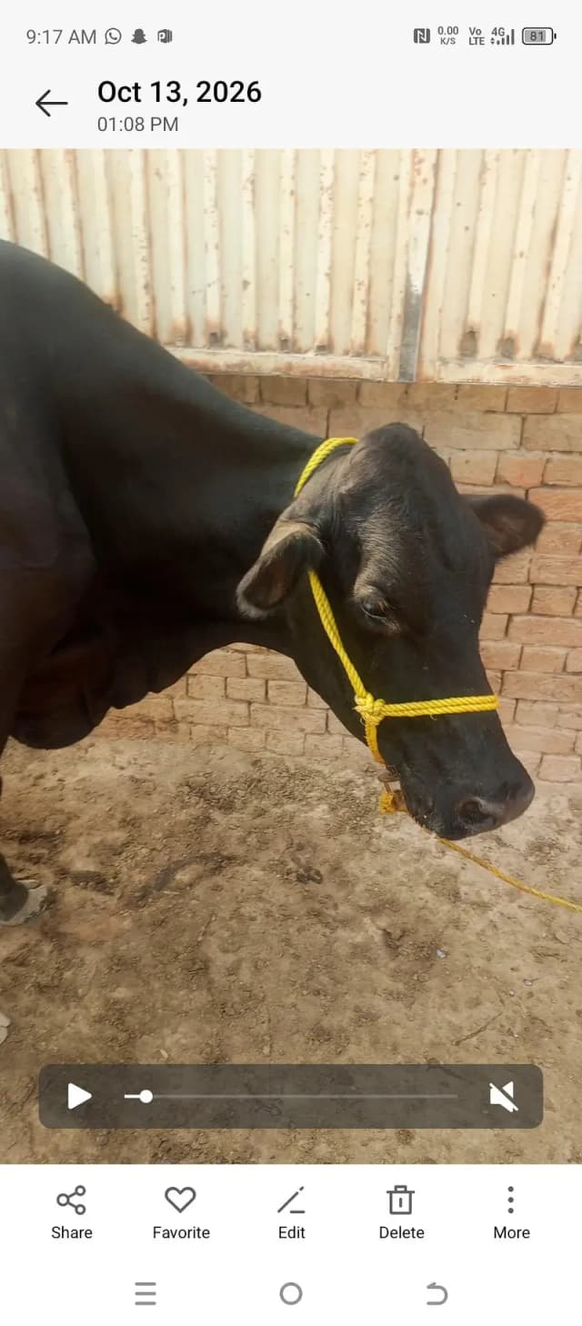 farezen cross MN cow h
