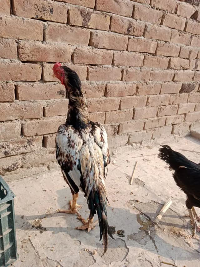 Aseel pair 03066936885