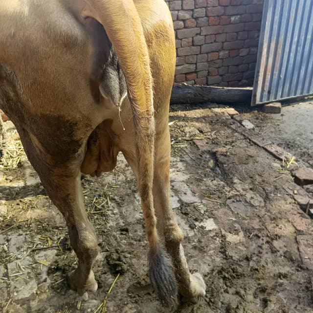 jarsi cow