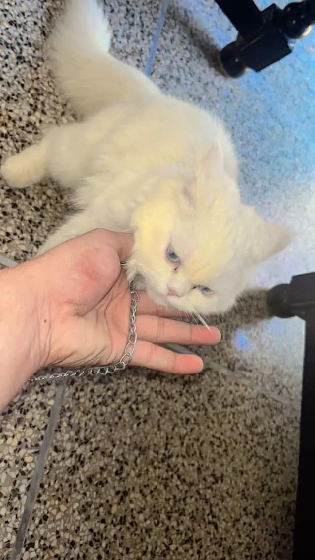 bht achi cat he friendly