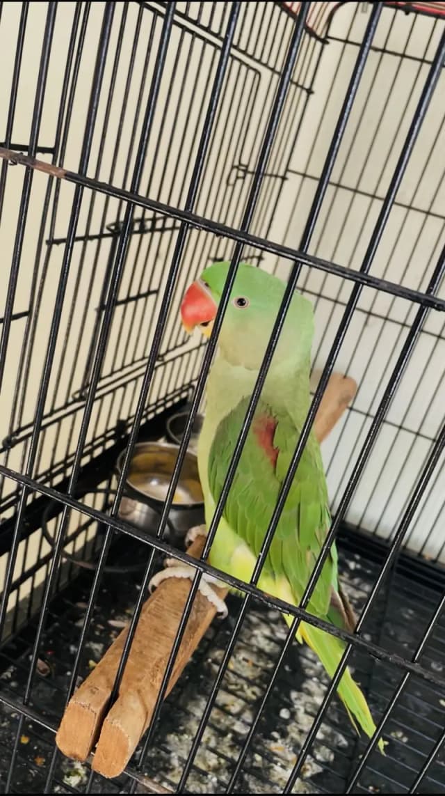 Raw kashmiri pahari parrot