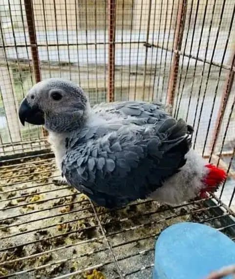 african grey parrot chicks for sale 03173952486