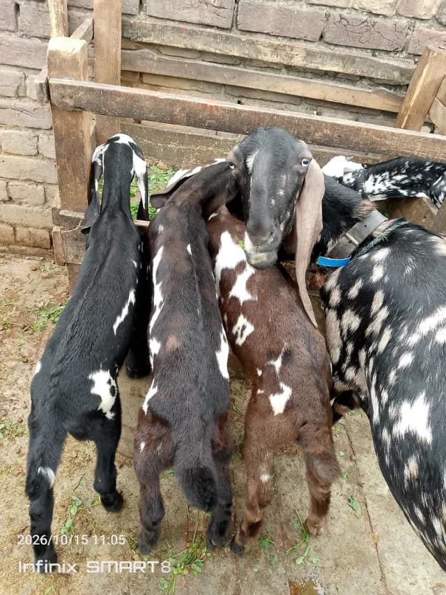 Tera prem and pital