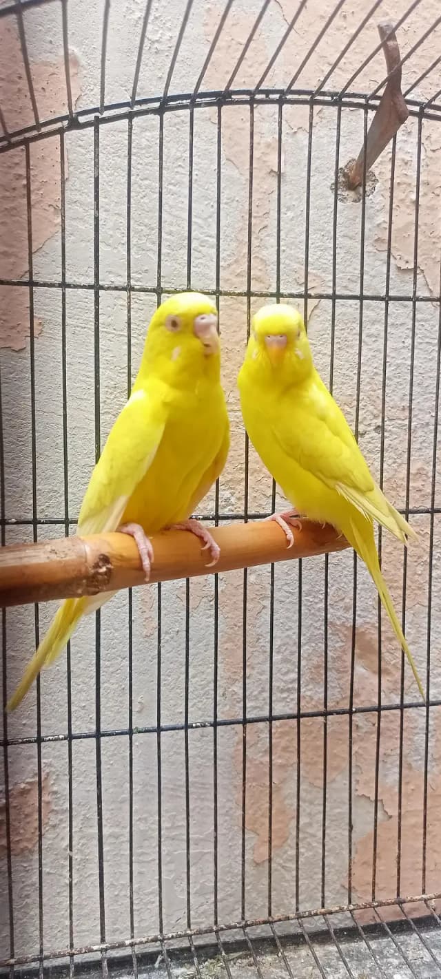 Bajri Latino And Albino Amazing Australian Budgies Parrots Budgerigar.