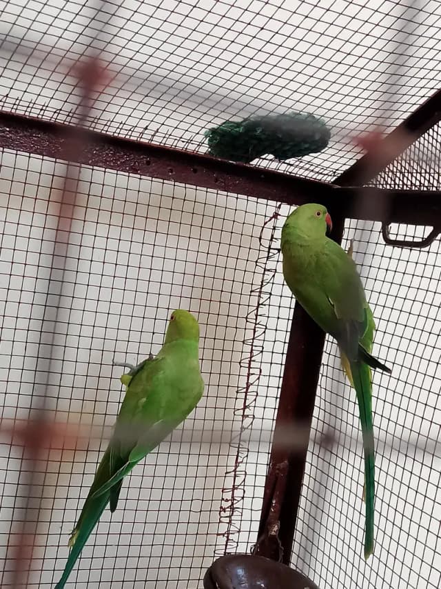 Breeder females available