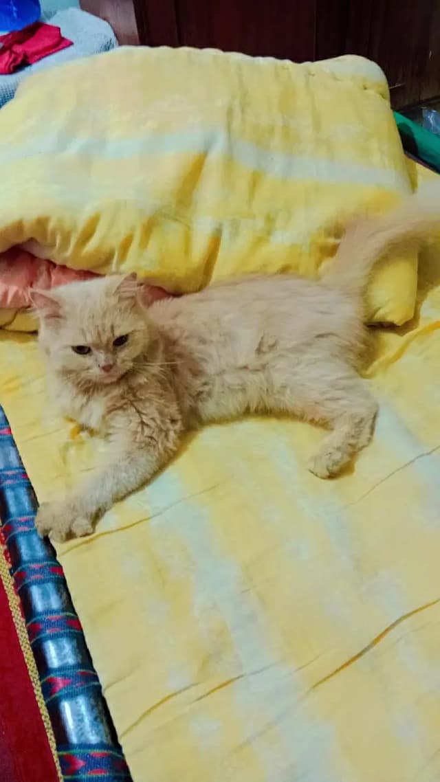 pershion cat for sale treple coded punch face