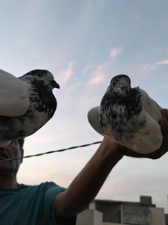 highflyer pigeon
