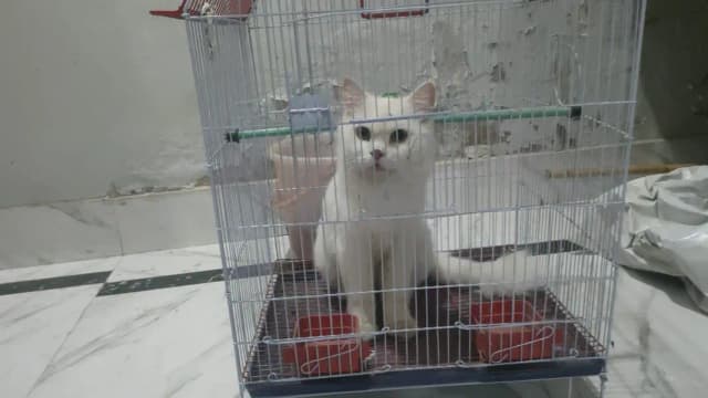 persion cat