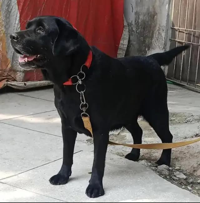 laibra dog female