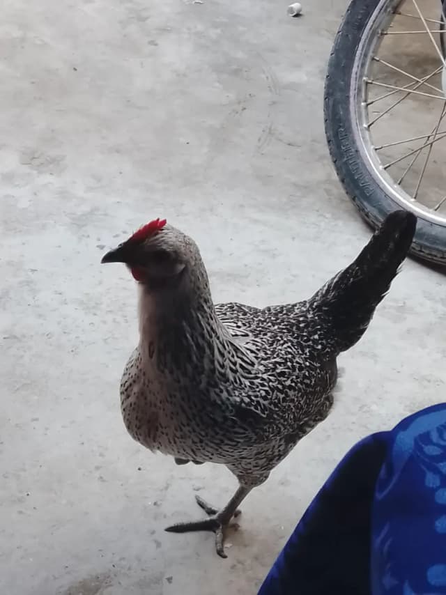 Desi Murgi for sale