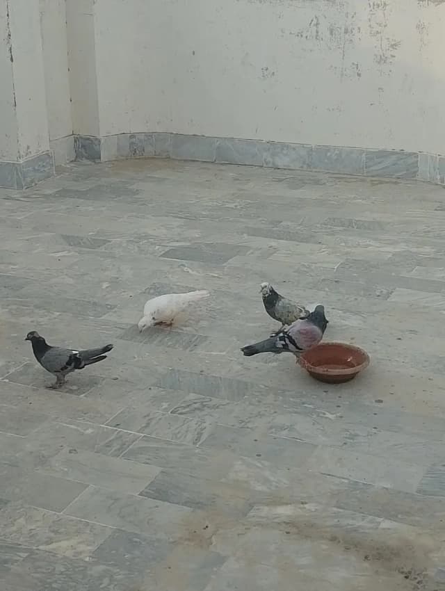 pigeon for sale