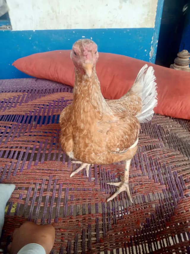sindhi aseel murgi with 3 healthy chicks