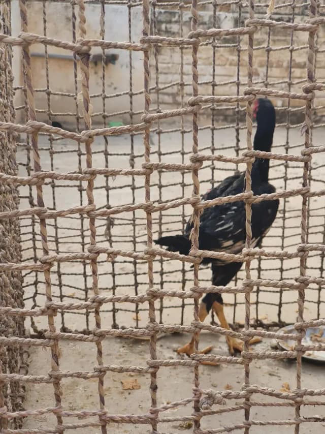 Aseel murga ha abi bacha ha nasli ha