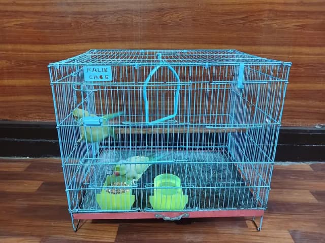 parrot