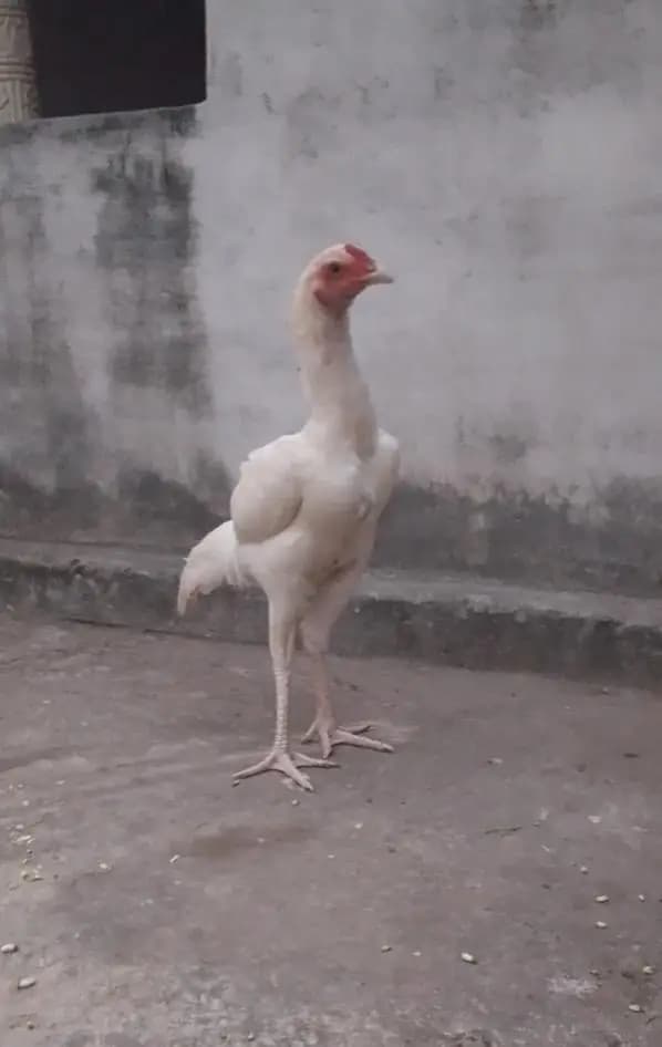 aseel heera murga