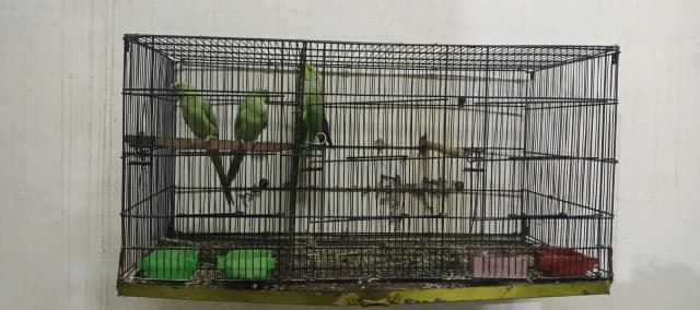 Ring nack breeder pair