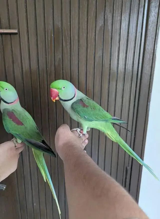 Full Size - Hand Tame`  `Rao Parrot Breeder - Ghar Ka Pala Hua`