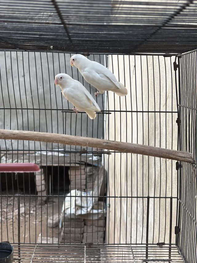 Albino red eye ( 03/30/531/28/-34 )
