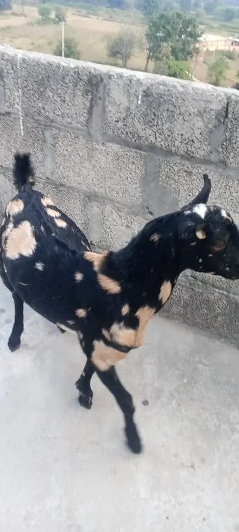Beautiful Tedda Male for sale