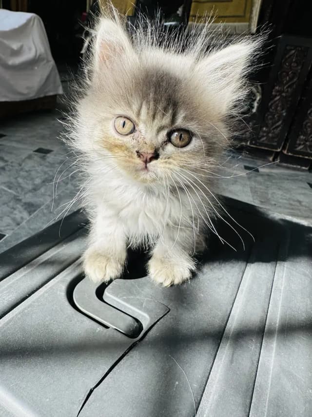 2 months pure persian kitten for sale litter Trained