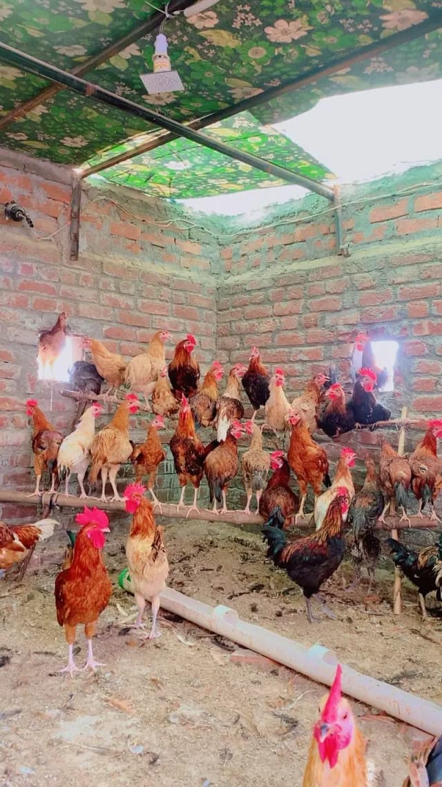 Dasi And Golden Misri hens for sale.