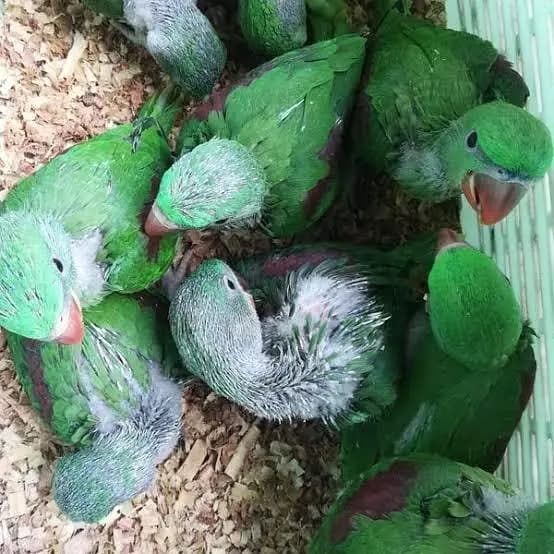 raw parrots chicks single and pair avalible